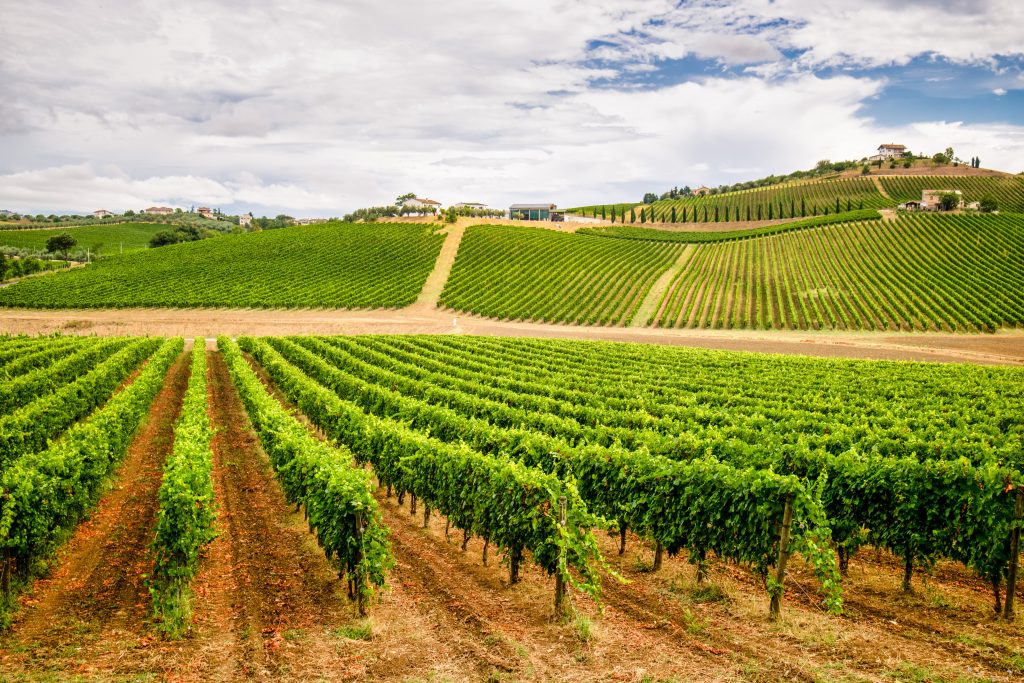 Italian vineyard in Abruzzo with Montepulciano D'Abruzzo.
